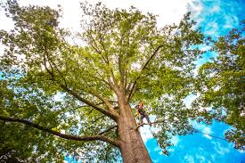 Reliable Wheatland, WY Tree Care Services Solutions