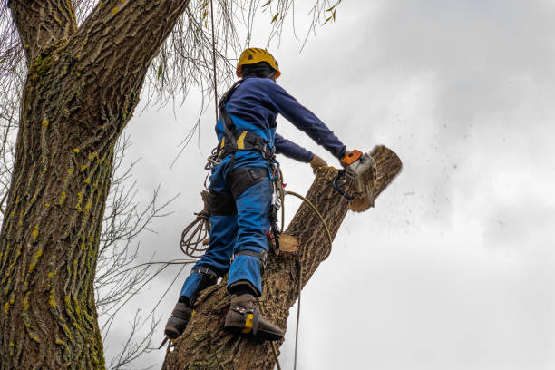 Best Tree Risk Assessment  in Wheatland, WY