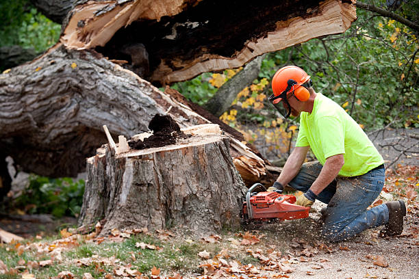 Best Lawn Grading and Leveling  in Wheatland, WY