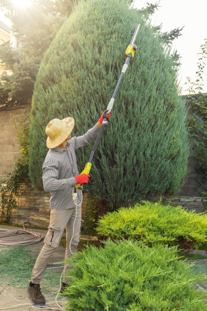 Best Storm Damage Tree Cleanup  in Wheatland, WY